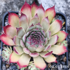 Sempervivum 'Mavis'