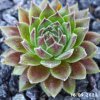 Sempervivum 'Pacific Joyce'