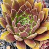 Sempervivum 'Pacific Joyce'