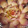 Sempervivum 'Darkona'