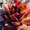 Sempervivum 'Darkona'