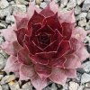Sempervivum 'Darkona'