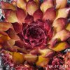 Sempervivum 'Darkona'