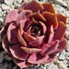 Sempervivum 'Oregon Sky'