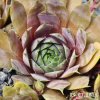 Sempervivum 'Oregon Sky'