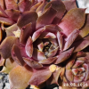 Sempervivum 'Oregon Sky'
