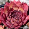 Sempervivum 'Tinner Bell'