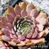 Sempervivum 'Con Calma'
