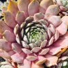 Sempervivum 'Con Calma'