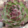 Sempervivum 'Honigmond'