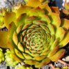 Sempervivum 'Honigmond'
