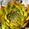 Sempervivum 'Honigmond'