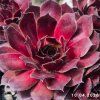 Sempervivum 'Honigmond'