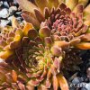 Sempervivum 'Chocolate Pepper'