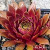 Sempervivum 'Atacama'