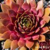 Sempervivum 'Atacama'