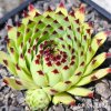 Sempervivum 'Porcupine'