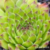 Sempervivum 'Feuerstein'