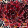 Sempervivum 'Feuerstein'