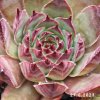 Sempervivum 'Adelmoed'
