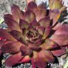 Sempervivum 'Adelmoed'