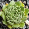 Sempervivum 'Honigbär'