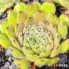 Sempervivum 'Honigbär'