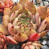Sempervivum 'Adelmoed'