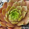 Sempervivum 'Rosenzauber'