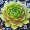 Sempervivum 'Rosenzauber'