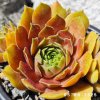 Sempervivum 'Rosenzauber'