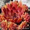 Sempervivum 'City Of Korspel'