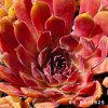 Sempervivum 'City Of Korspel'
