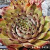 Sempervivum 'Bantoe'