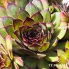 Sempervivum 'Ajax'