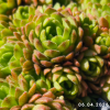 'Rosularia pallida'
