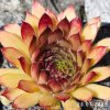 Sempervivum 'Ajax'