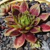 Sempervivum 'Hanne'