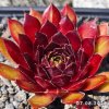 Sempervivum 'Summer Festival'