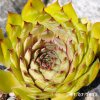 Sempervivum 'Golden Finesse'