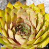 Sempervivum 'Golden Finesse'