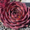 Sempervivum 'Goovy'