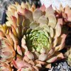 6. Sempervivum 'NN'