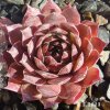 Sempervivum 'Albertine'