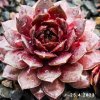 Sempervivum 'Albertine'