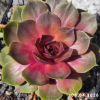 Sempervivum 'Uneda'