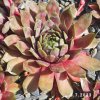 Sempervivum 'Albertine'