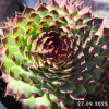 Sempervivum 'Bronzed Idol'