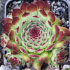 Sempervivum 'Bronzed Idol'