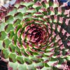 Sempervivum 'Bronzed Idol'